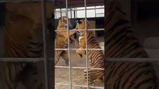 Tiger fight in the zoo tiger real fight caught on camera  Animal fight tigerfight caughtoncamera [upl. by Namya707]