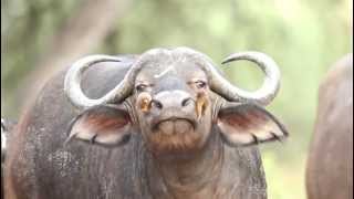 Two Oxpeckers picking the nose of a Cape Buffalo [upl. by Linsk]