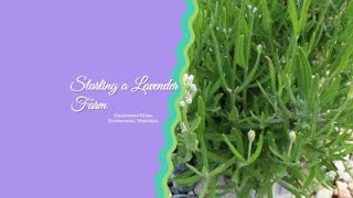 Starting a Lavender Farm [upl. by Inacana]