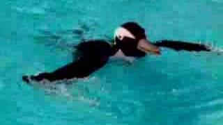 Peke The Penguin swimming [upl. by Eenar]