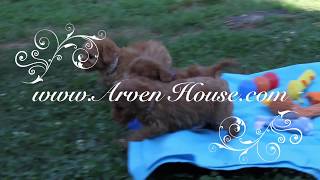 allevamento arven house barboncino [upl. by Hanna]