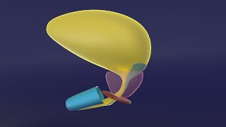 3D Embryology of Urinary Bladder amp Urethra [upl. by Rauscher121]