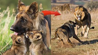 Dog raised abandoned lion cubs but two years later something shocking happened [upl. by Ellekram]