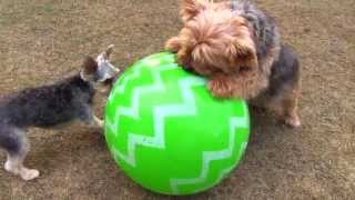 Overexcited dog with a ball  Chien survolté avec un ballon [upl. by Illyes340]