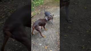 Dogs Fight Over Their Feelings Doberman And Bully pitbull dog doglover dogfight doberman [upl. by Sihunn]