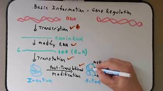 65 Regulation of Gene Expression Operons  AP Biology [upl. by Ranie]