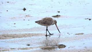 Bartailed Godwit Limosa lapponica [upl. by Eenobe]