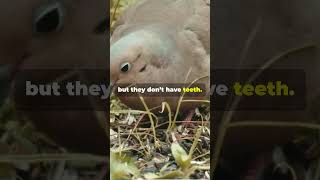 Amazing Mourning Dove Facts You Didnt Know dove nature naturelovers shorts [upl. by Vitkun97]