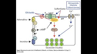 Mecanismos de accion de farmacos anti diabeticos 2da parte [upl. by Dorca]