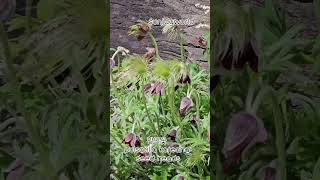 할미꽃 💝 pulsatilla koreana seed heads [upl. by Ahsened]