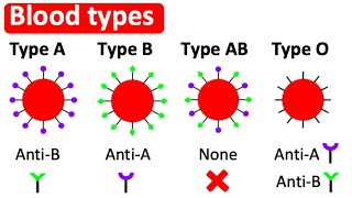 Blood types  Type A B AB amp O  Whats the difference [upl. by Cindi]