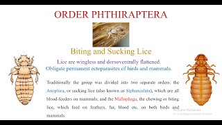 Order Phthiraptera [upl. by Weld]