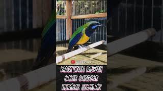 MASTERAN TEMBAKAN CUCAK CUNGKOK masteran cucakcungkokgacor [upl. by Maryjo]