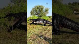 What Do Dinosaurs And Alligators Have In Common shorts [upl. by Alag]