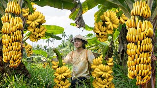 Harvesting Banana Fruit Garden Goes to the market sell  Linda Daily Life [upl. by Sigismond]