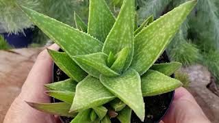 Quick Peek Gasteraloe Green Gold [upl. by Ma]