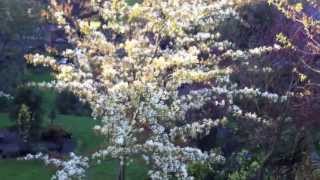 Amelanchier canadensis [upl. by Nomaj]