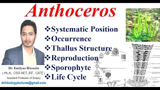 Anthoceros Life Cycle Classification Thallus structure Reproduction Sporophyte [upl. by Erialcyram]