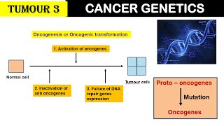 Tumour 3  Cancer Genetics  Oncogenesis  Oncogenes  Tumour suppressor genes  Conc Genes [upl. by Aiyram]