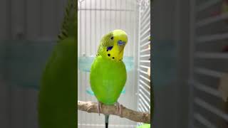 Happy budgie sounds 🥰💚💛✨ budgielife parakeet shorts [upl. by Ahsar]