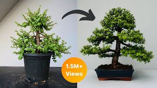 Making Dwarf Jade Bonsai Formal Upright Style  Repotting  Pruning  Wiring [upl. by Wsan779]