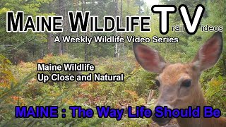 Maine WildlifeTrail CamDeerFawnTurkeysClose Up and Natural [upl. by Ofella]