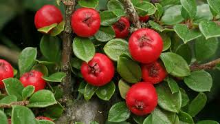 How to Grow Cotoneaster [upl. by Alyled]