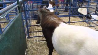 Boer goats South African origin [upl. by Rosalba]