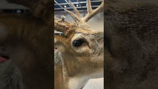 One of the coolest whitetail mounts I have ever seen at the Kansas state taxidermy convention [upl. by Lebanna501]