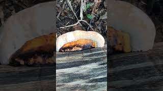 The red belted conk bracket fungus has grown a lot this year fungi [upl. by Tnairb]