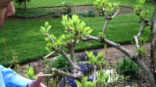 How to Prune Tree Hydrangea 2 of 3  Hydrangea paniculata  Newtown CT Garden Maintenance [upl. by Atnovart]