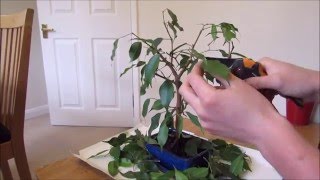 Pruning And Defoliating A Ficus Bonsai [upl. by Aun]