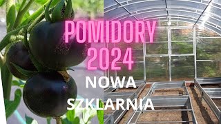 Pomidory  sezon 2024 Nowa szklarnia [upl. by Stanwin667]