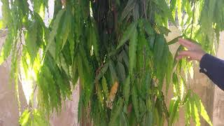 How to Grow Ashoka Tree Fast  Polyalthia Longifolia  ulta show plant by abbas gardening [upl. by Ettenaej116]