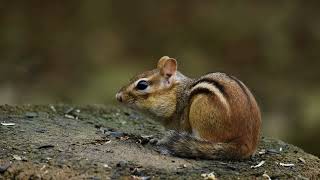 chipmunk observation  symptom of life ukulelesongs willow femalevocal acousticcover [upl. by Araek]