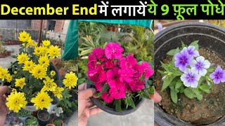 तेज़ सर्दी में लगाओ ये 9 फूलों वाले बेहतरीन पोधे  December Best Winter Flowering Plants [upl. by Sihon]