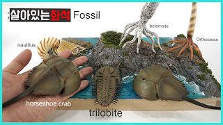 살아있는 공룡화석과 친구들삼엽충 등 trilobite dinosaur fossil figure review [upl. by Philps]