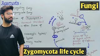 Zygomycota life cycle  Characteristics  Class 11 Biology [upl. by Brenn]