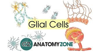 Glial Cells  Neuroanatomy Basics  Anatomy Tutorial [upl. by Buckingham]