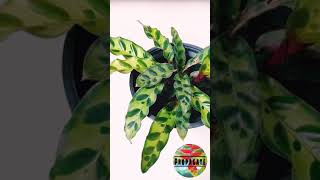 Calathea Rattle snake propagationGoeppertia insignisCalathea lancifoliaMaranta shorts [upl. by Enitnatsnoc]