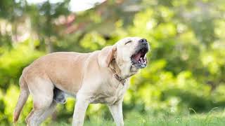 Dog 🐕Ringtone All Massage Ringtone Download All Notification Rin  DOG RINGTONE [upl. by Etnuahc]