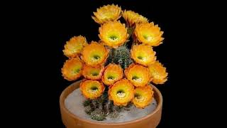 Coccineus cactus cactus flowers Echinocereus Coccineus spectacularvlogger shortvideo [upl. by Anaert]