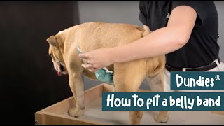 How to Fit A Dundies Belly Band Male Dog [upl. by Vanna]