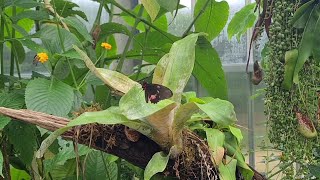 Exploring Tropical Butterfly House Conservation Park UK [upl. by Hsirrap613]