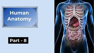 Human Anatomy MCQs Part  8  Pharmacy Quiz Questions amp Answers  Pharma Knowledge Online [upl. by Enirbas]