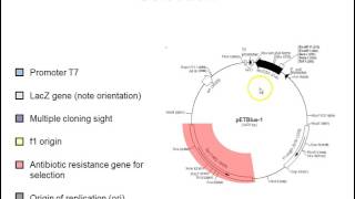 Plasmid vectors [upl. by Yellas127]