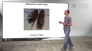 Drosophila melanogaster Differences between males and females   UPV [upl. by Albertina966]