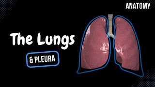 Lungs Function Parts Pleura amp Recesses  Anatomy [upl. by Stanislaw164]