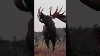 That a bullmoose [upl. by Ennelram813]