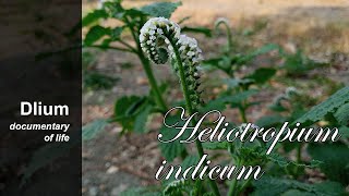 Indian heliotrope Heliotropium indicum  part 4 [upl. by Hengel747]